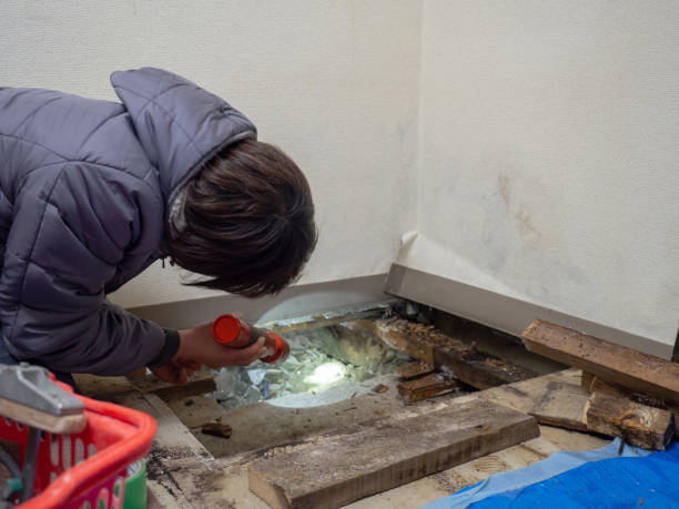 Best Mold Odor Removal Services  in Ypsilanti, MI