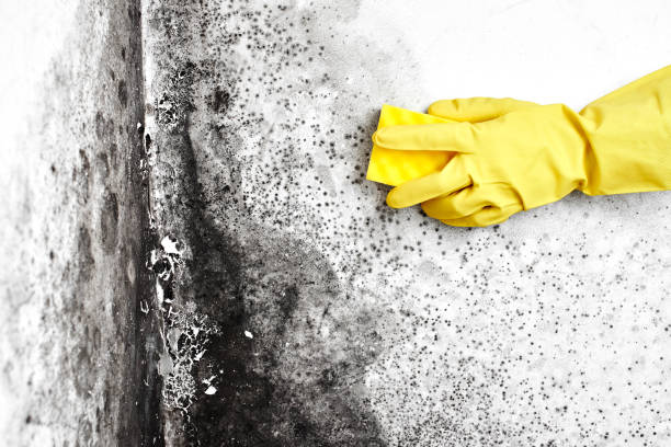 Best Crawl Space Mold Remediation  in Ypsilanti, MI