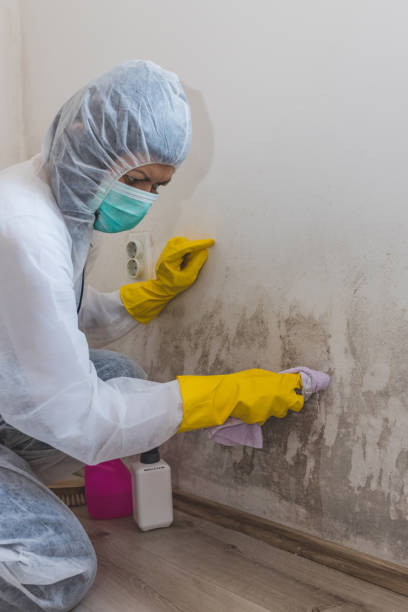 Best Emergency Mold Remediation  in Ypsilanti, MI