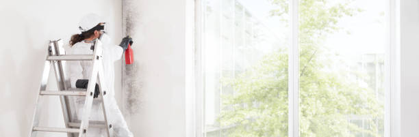 Best Basement Mold Removal  in Ypsilanti, MI